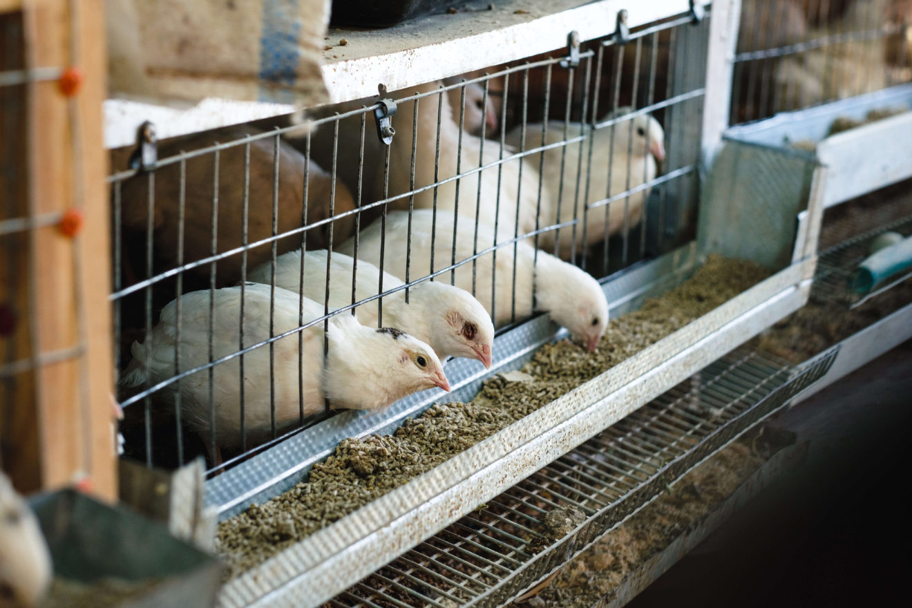 Quail Feed A Complete Guide To Feeding Coturnix Quail And Quail Food