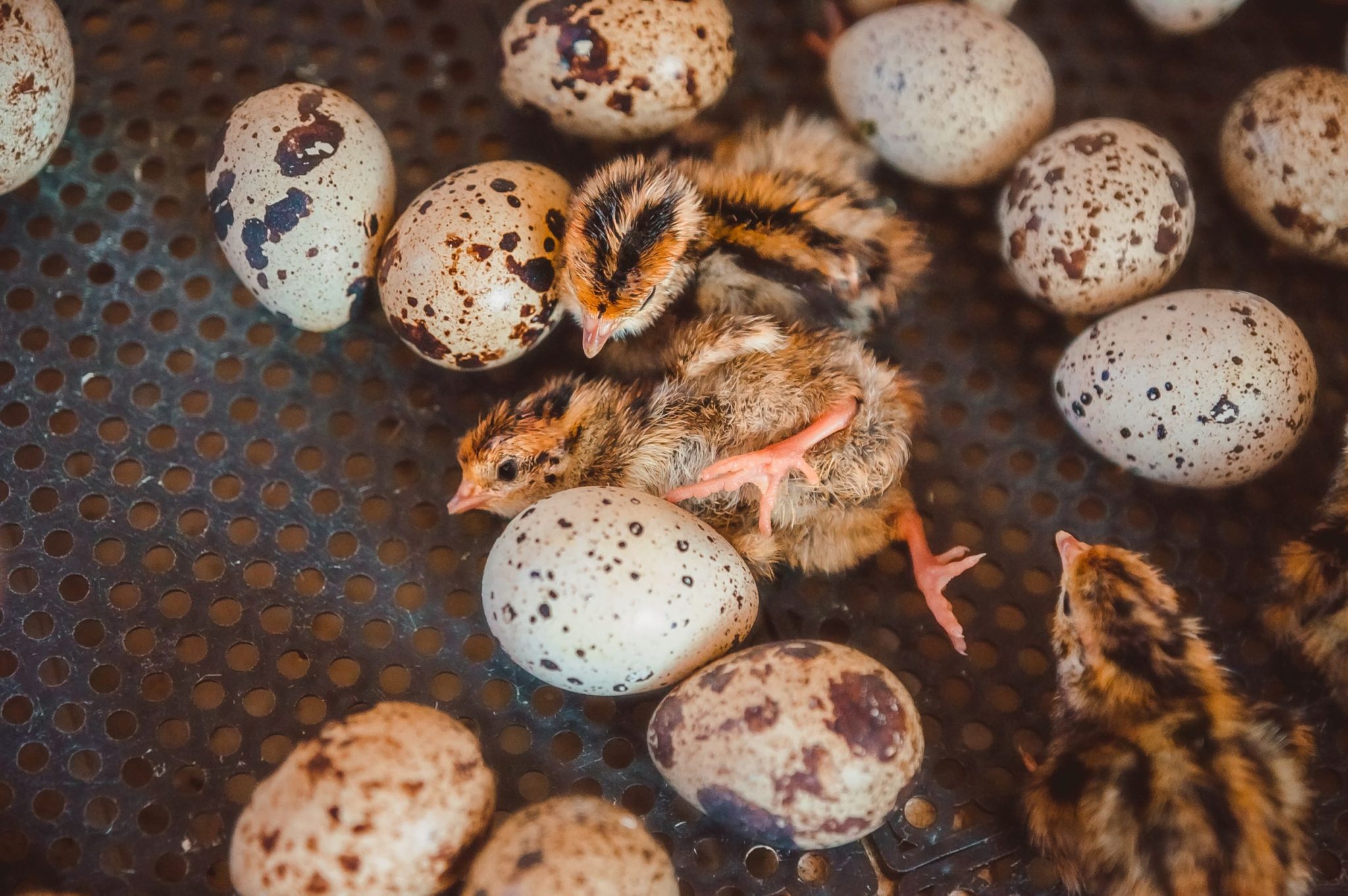 Jumbo Coturnix Quail Hatching Eggs x 50 - Sandy Soil Farms