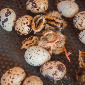 Jumbo Coturnix quail hatching eggs