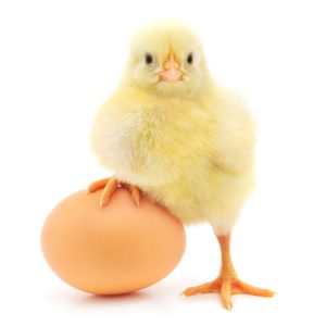 American Bresse Hatching Eggs