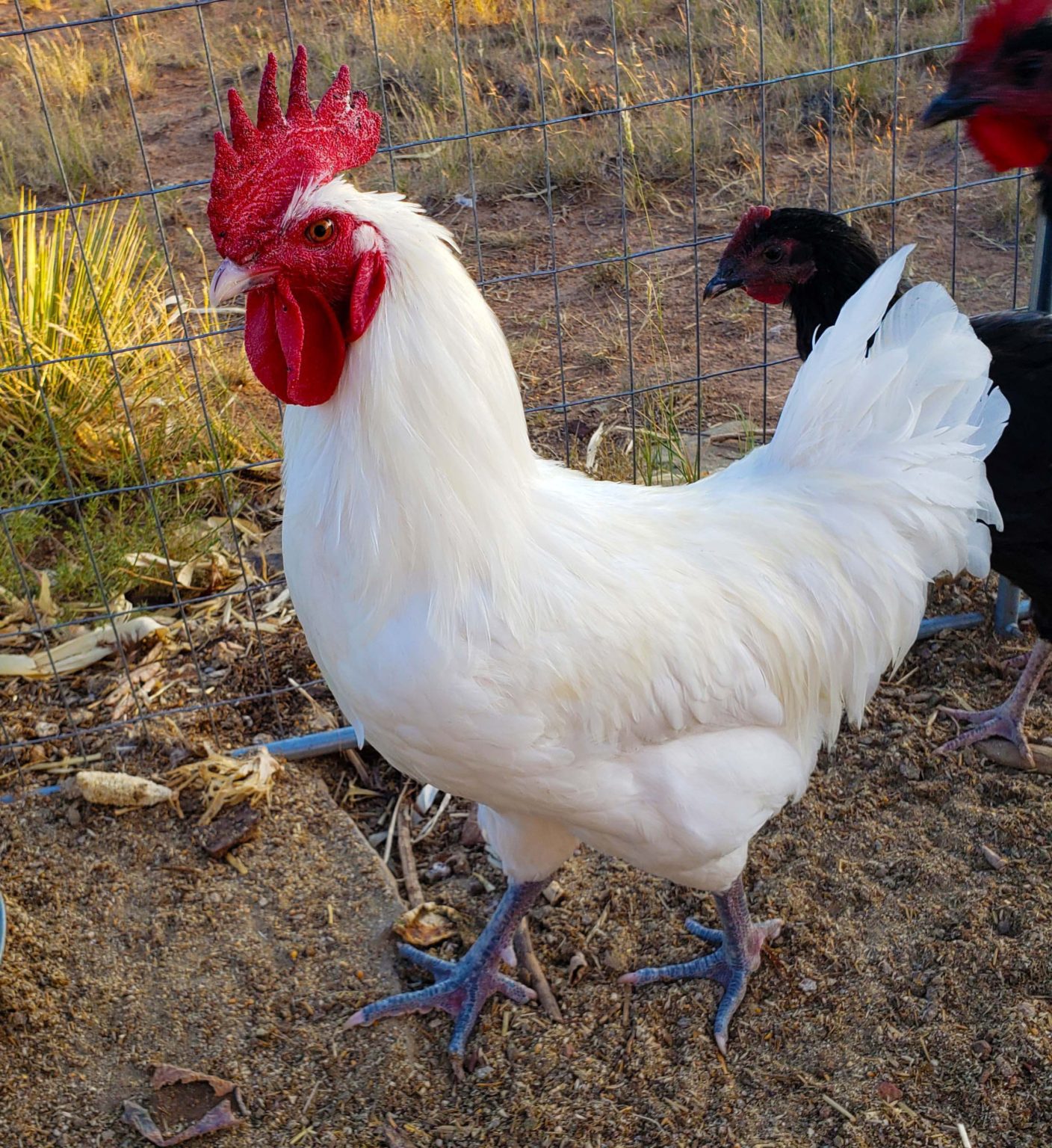 american-bresse-hatching-eggs-sandy-soil-farms