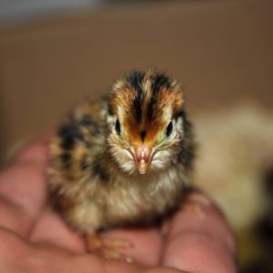 jumbo coturnix quail chicks