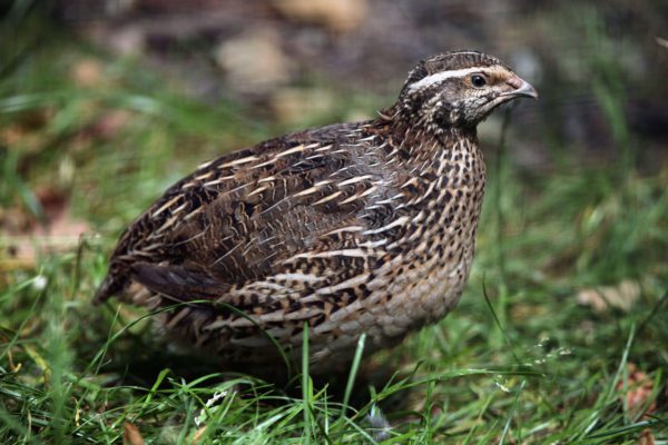 Coturnix Quail Hen in Grass