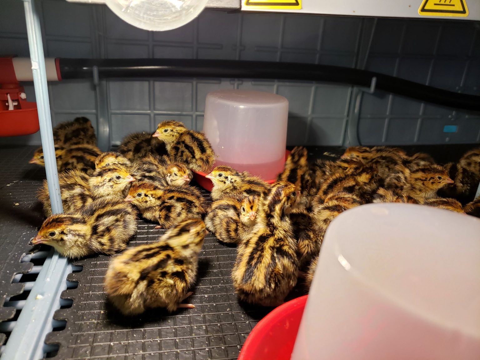 Jumbo Coturnix Quail Chicks x 30 - Sandy Soil Farms