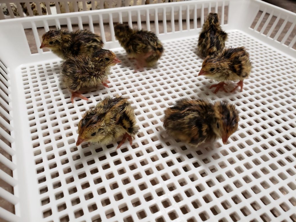 Jumbo Coturnix Quail Chicks x 30 - Sandy Soil Farms