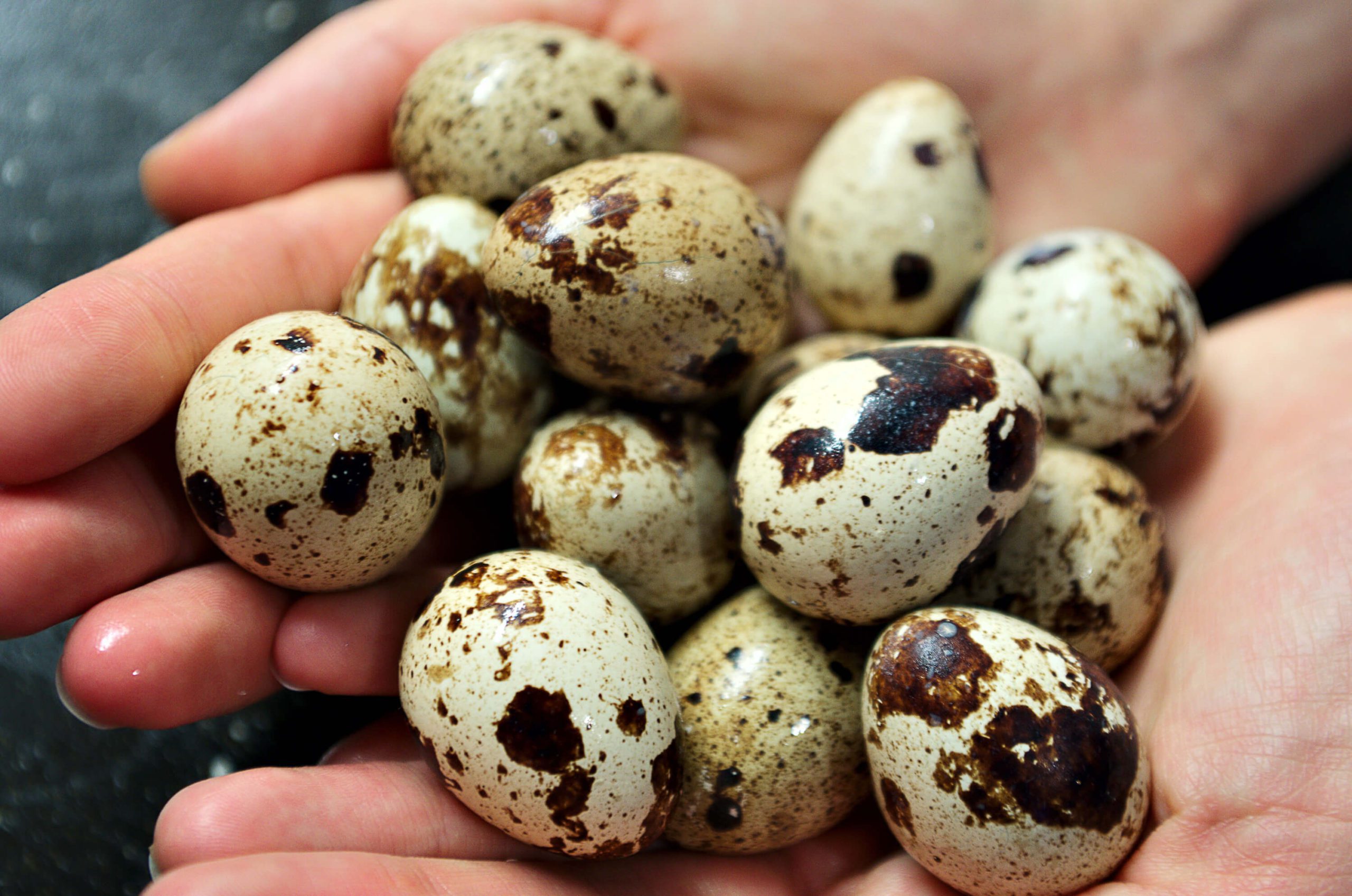 Sandy Soil Farms Fertile Quail Eggs
