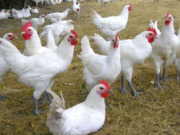 American Bresse Chicken and Hatching Eggs - Sandy Soil Farms