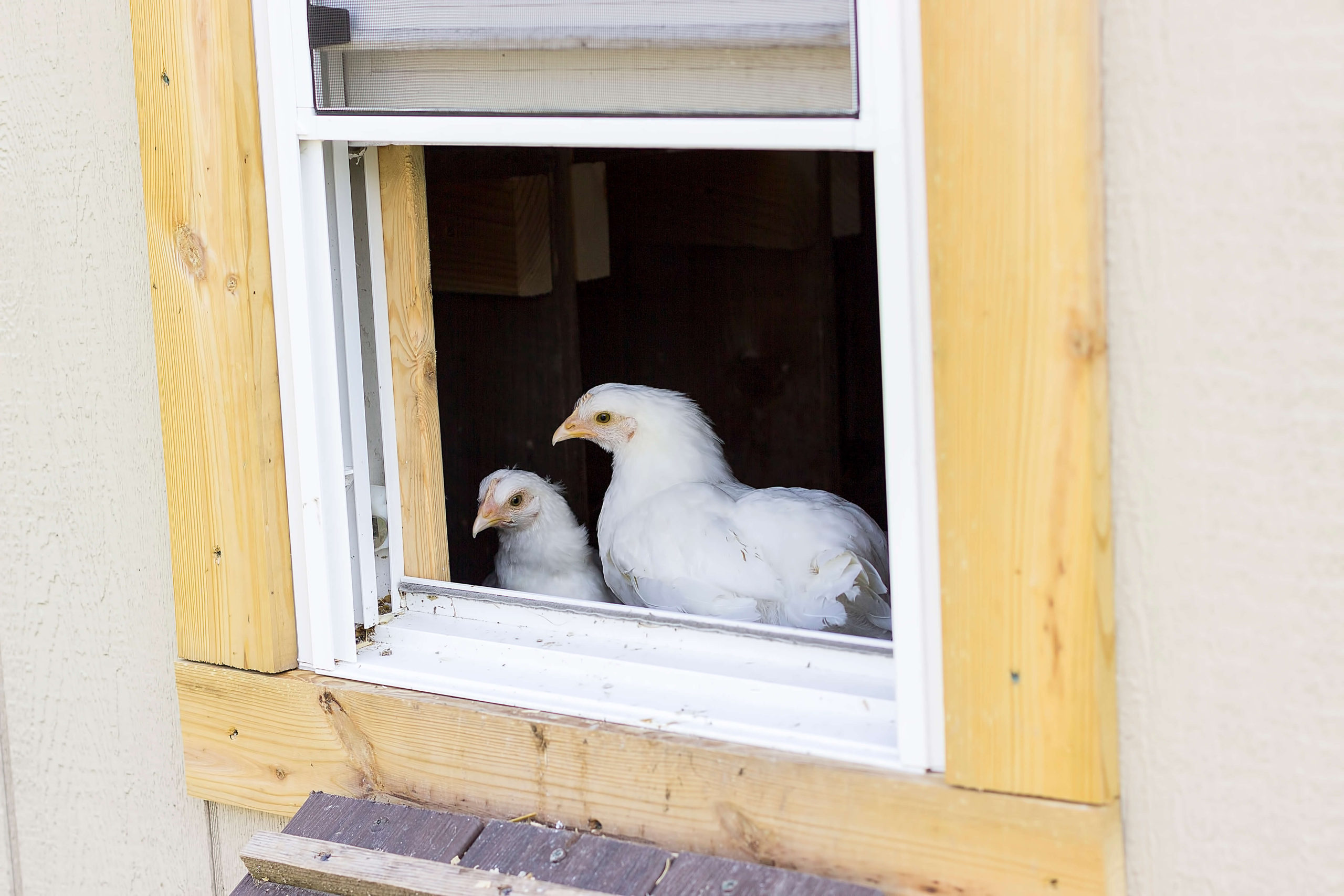 Bresse Chickens in Window