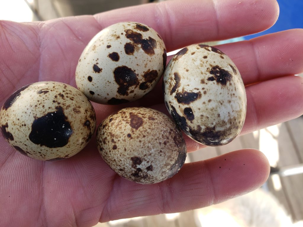 Coturnix Quail Production