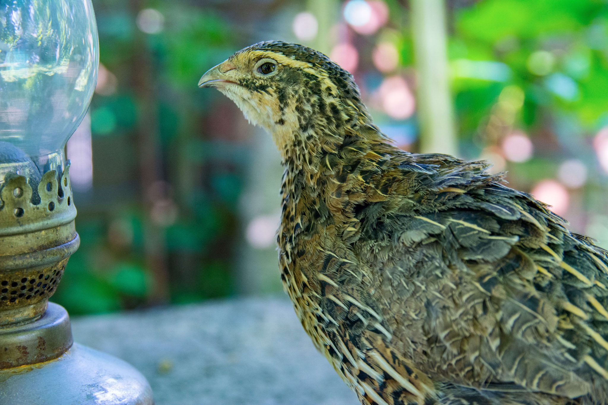 top-reasons-for-raising-coturnix-quail-sandy-soil-farms