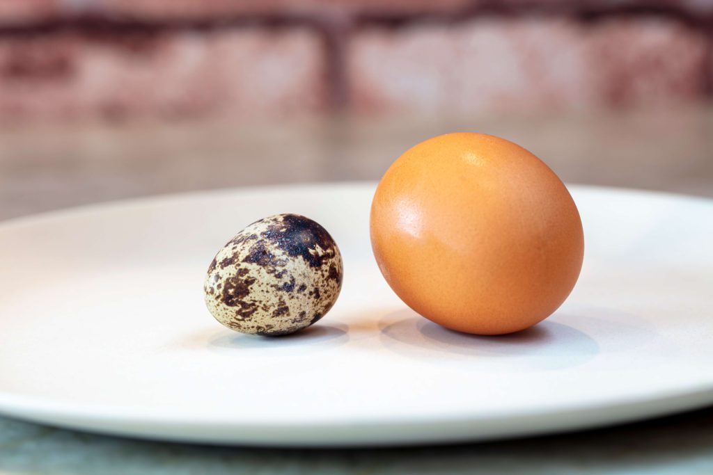 Quail Eggs - Everything You Need To Know - Sandy Soil Farms