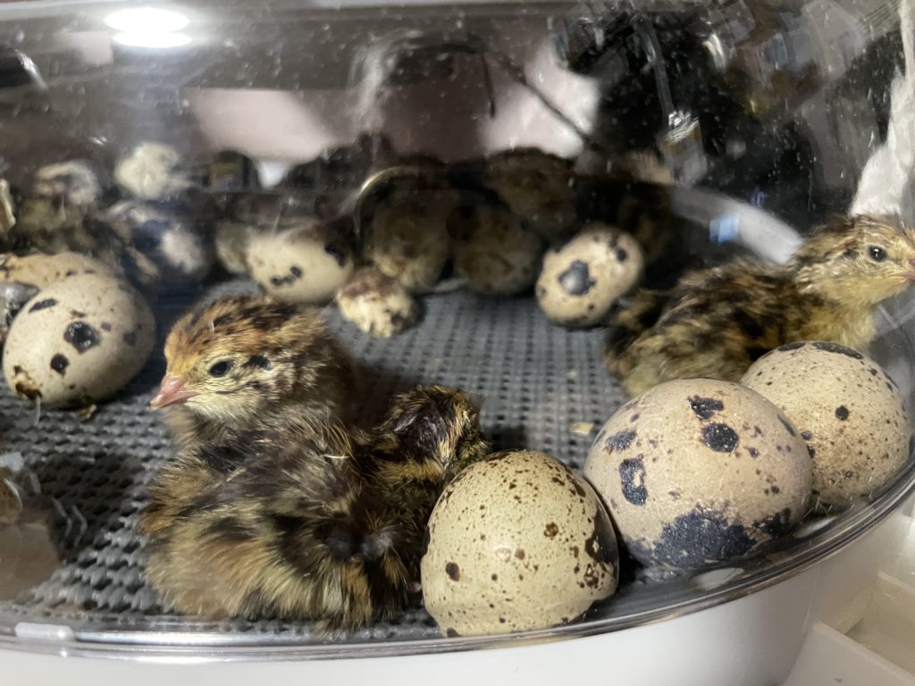 How Long Do Coturnix Quail Eggs Take to Hatch?
