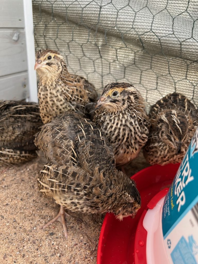 how long do quail live?