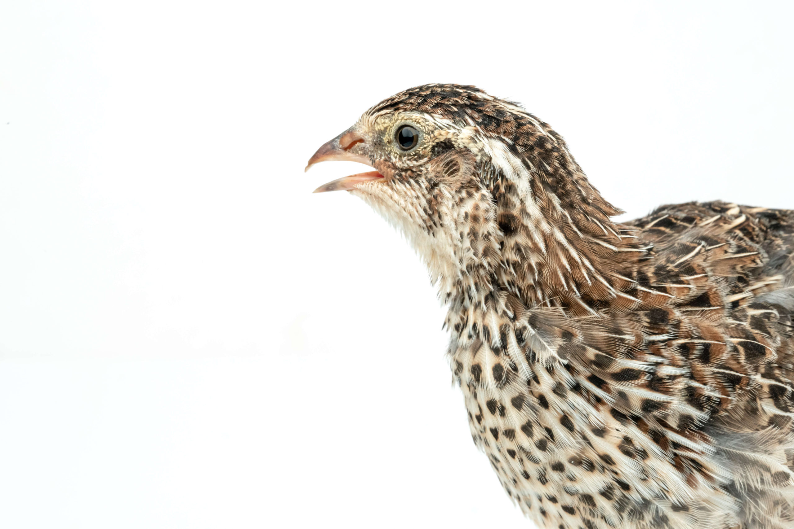 Jumbo Coturnix Quail Vs Regular Coturnix - Sandy Soil Farms