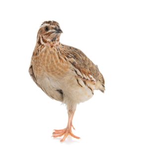 Male Coturnix Quail Rooster