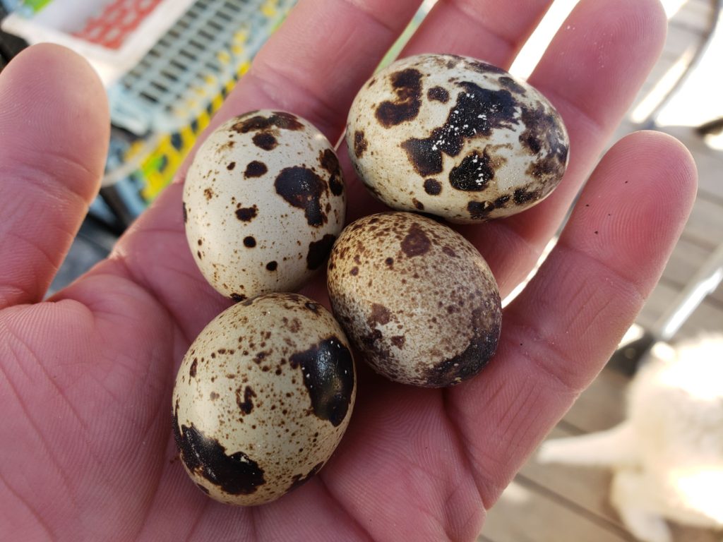 When Do Coturnix Quail Start Laying Eggs?