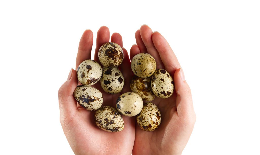 how many eggs do quail lay