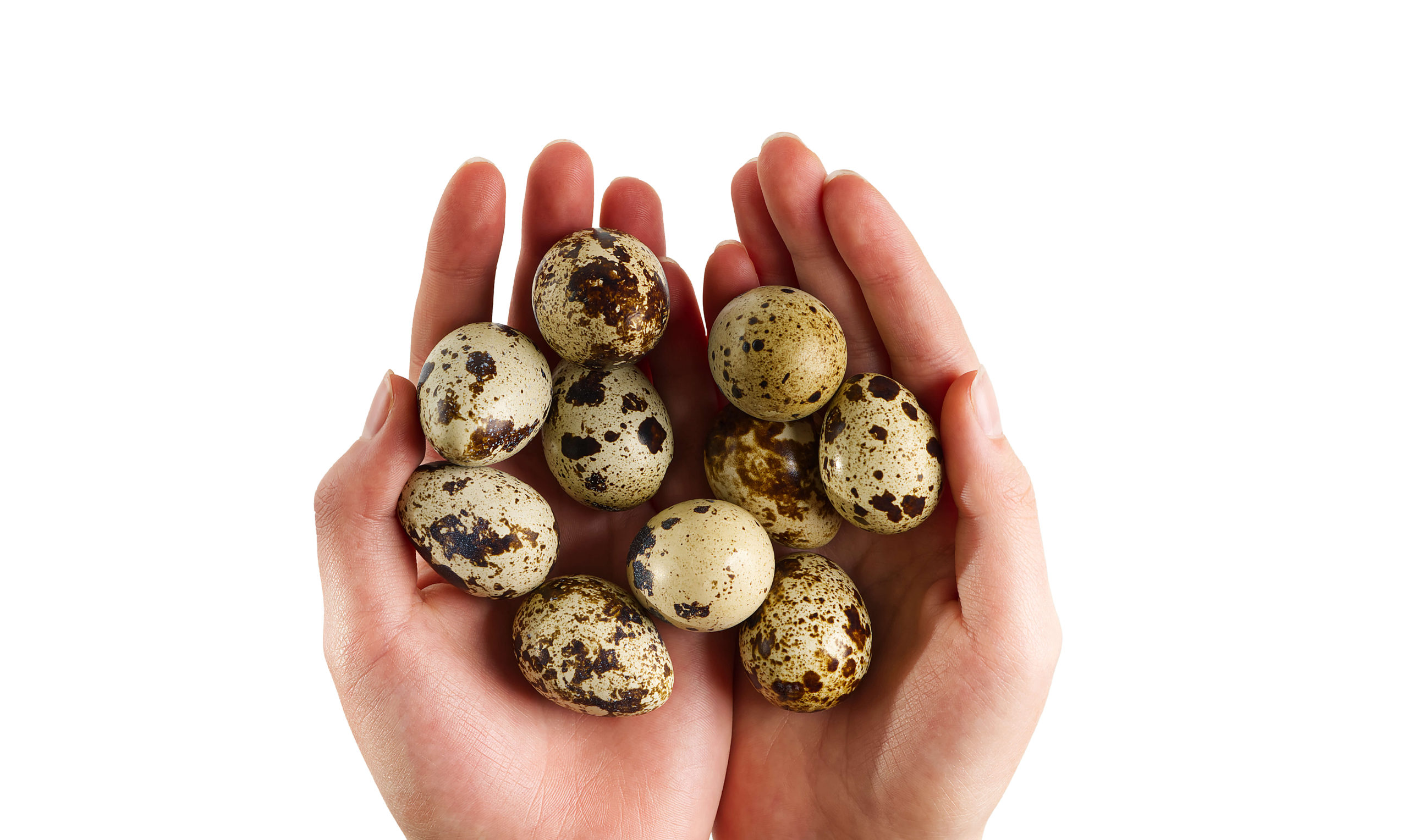 How Many Eggs Do Coturnix Quail Lay Sandy Soil Farms