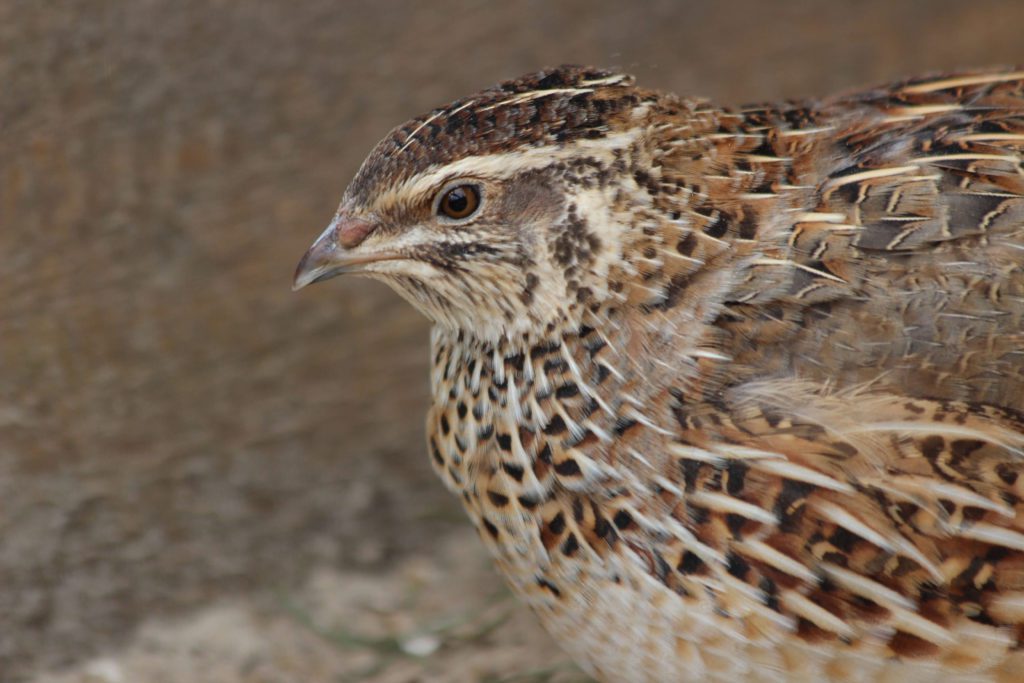 Where Can I Buy Coturnix Quail?