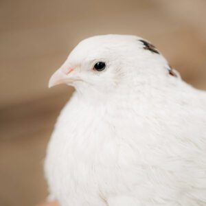 Jumbo white coturnix quail