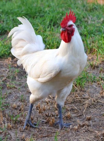 American Bresse Rooster